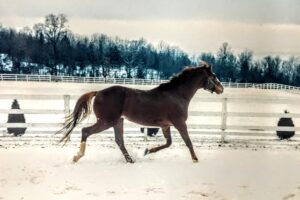 Big Horses, Snowbanks & the Paddock on the Hill