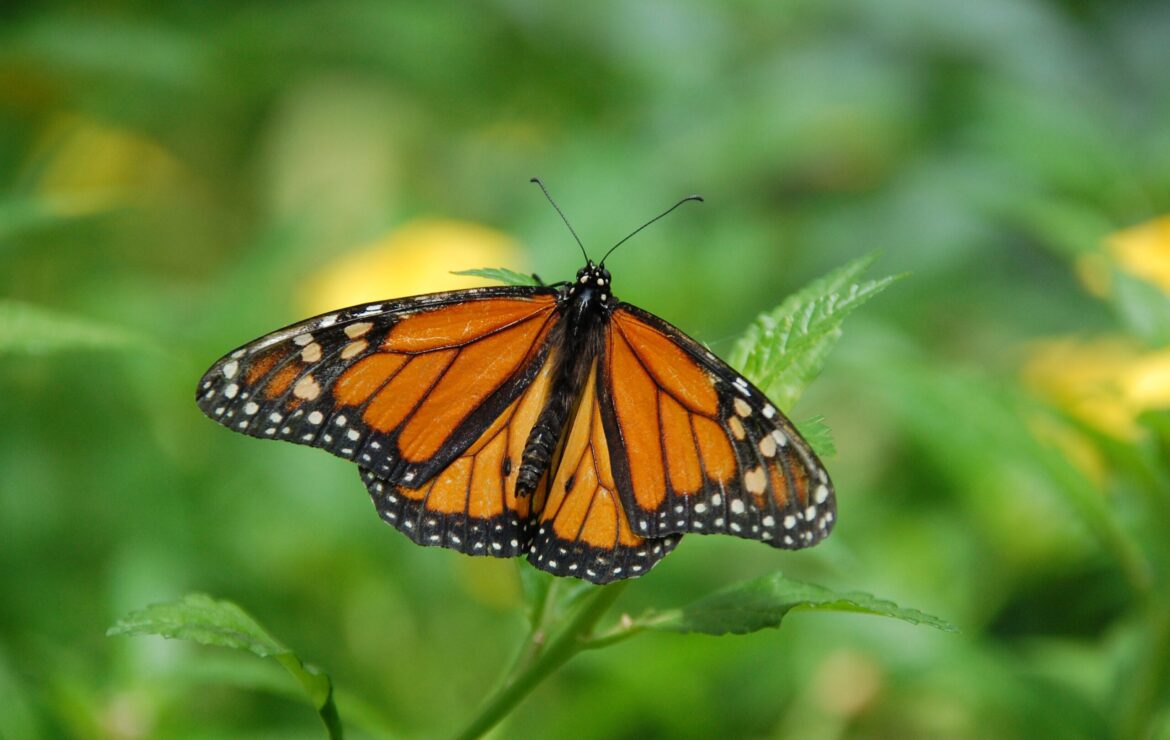 My Sister’s Butterfly