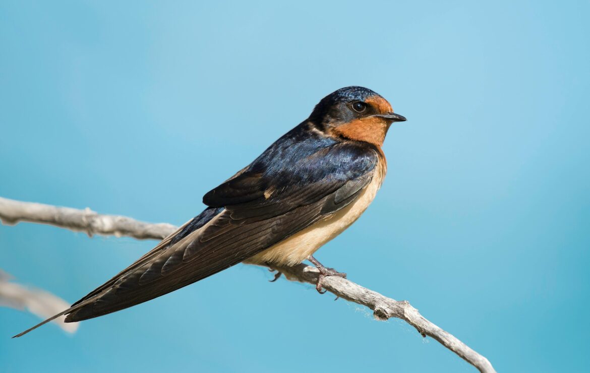 Barium Swallows Are (Not) Beautiful Birds