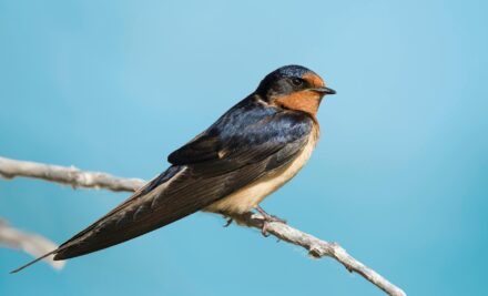 Barium Swallows Are (Not) Beautiful Birds