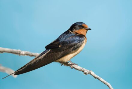 Barium Swallows Are (Not) Beautiful Birds