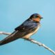 Barium Swallows Are (Not) Beautiful Birds